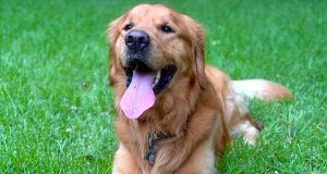 Buddy