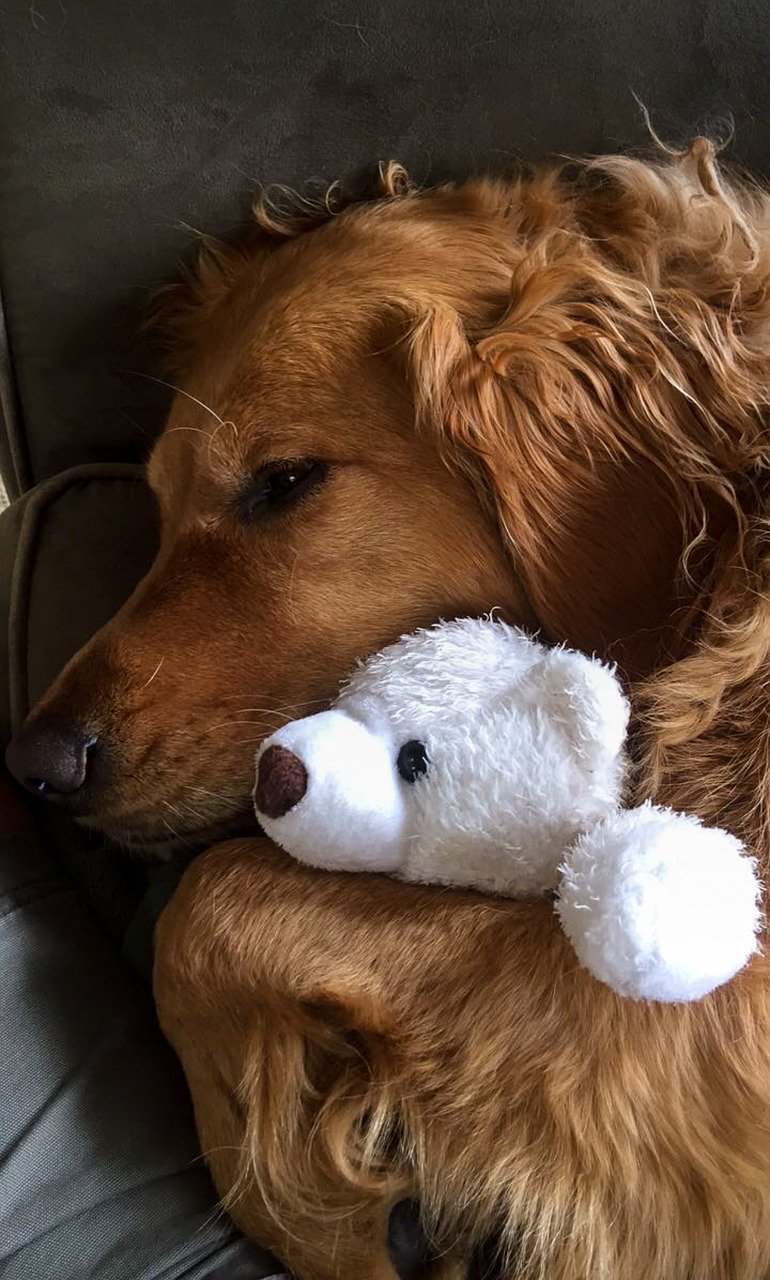 Golden Retriever cuddling with a stuffed white bear